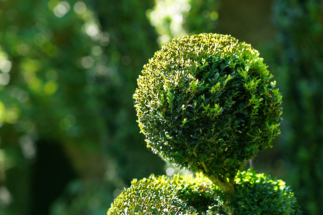 Sculpting with Topiary: A Beginner's Guide